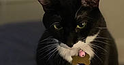 Mittens is registered to the contest to win money with this photo: cat, tuxedo_cat, indoor, pet, collar, tag, bell, black_and_white, whiskers, green_eyes, sitting, feline, domestic_animal, close_up, animal, cute, fur, portrait, calm, background_blur