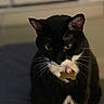 cat, tuxedo_cat, indoor, pet, collar, tag, bell, black_and_white, whiskers, green_eyes, sitting, feline, domestic_animal, close_up, animal, cute, fur, portrait, calm, background_blur