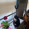 Mittens is registered to the contest to win money with this photo: cat, black_and_white, green_eyes, flower_pot, red_flower, windowsill, window_blinds, kitchen, wooden_chair, towel, anchor_decor, natural_light, indoor, plant, tile_floor, table, home, pet, cozy, domestic