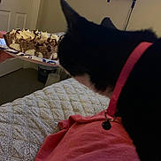 Mittens is registered to the contest to win money with this photo: cat, black_and_white, collar, pink, plate, pie, dessert, bedspread, indoor, television, wall_mount, curious, food, hand, table, quilt, fabric, furniture, home, person