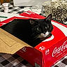 Mittens is registered to the contest to win money with this photo: cat, black_and_white, coca_cola_box, cardboard_box, table, checkered_tablecloth, indoor, pet, feline, resting, curious, green_eyes, whiskers, ears, face, domestic_cat, household, container, close_up, cute