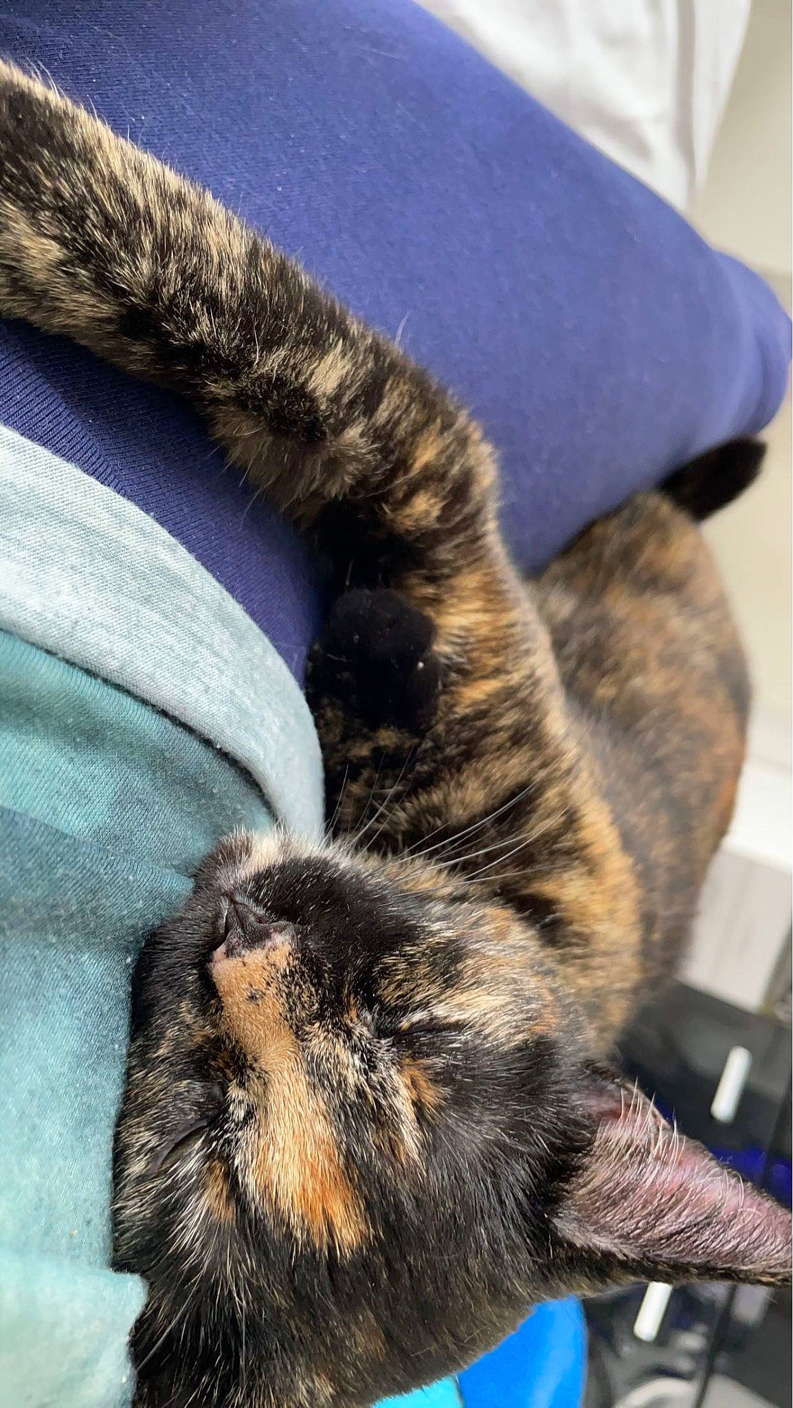 Simba a rejoint le concours — aidez-le/la à gagner de superbes lots ! carnivore, cat, claw, close_up, comfort, domestic_short_haired_cat, electric_blue, felidae, fur, nap, paw, photography, small_to_medium_sized_cats, tail, terrestrial_animal, textile, whiskers