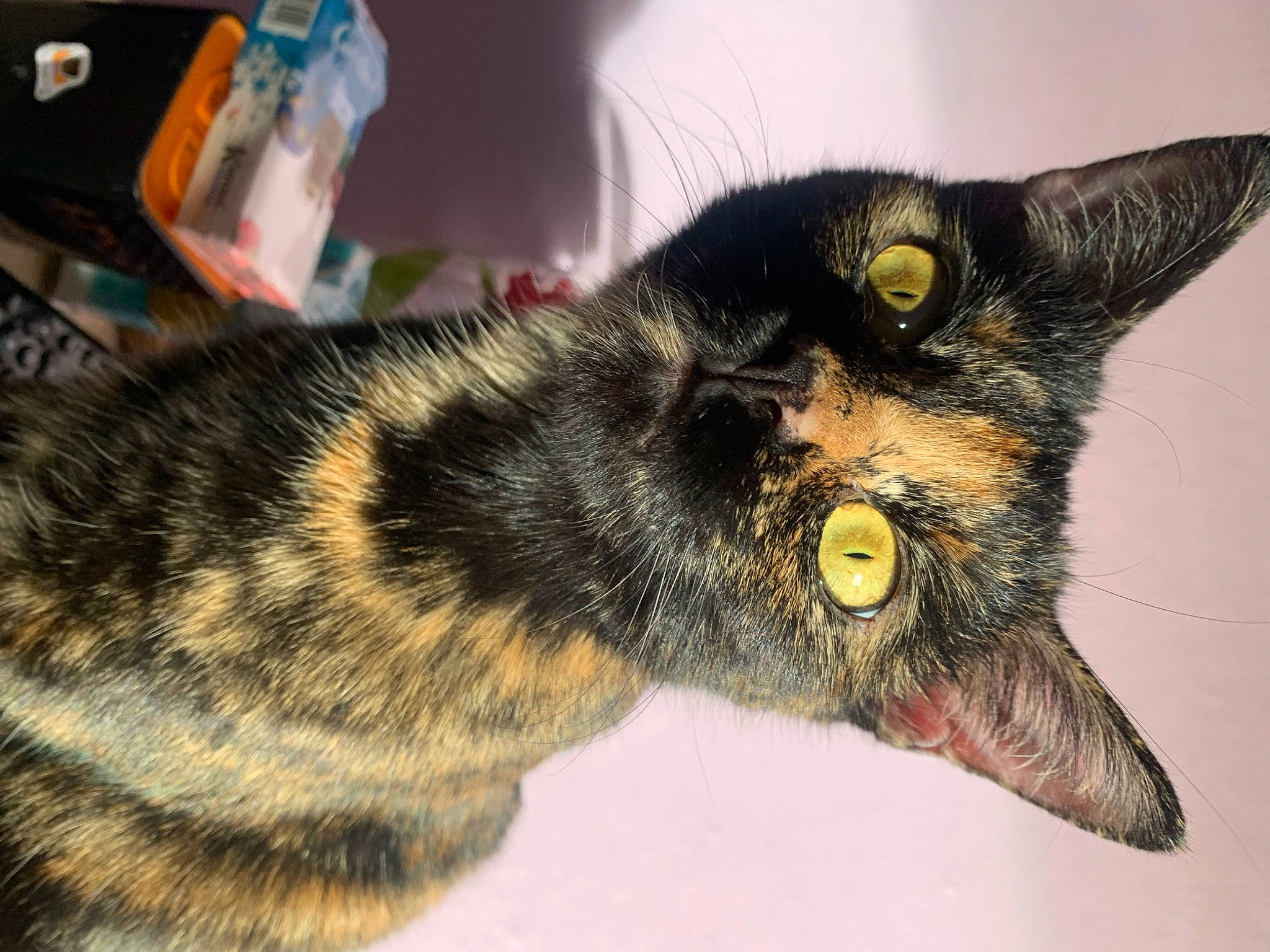 Simba a rejoint le concours — aidez-le/la à gagner de superbes lots ! carnivore, cat, claw, domestic_short_haired_cat, event, felidae, fur, paw, small_to_medium_sized_cats, snout, terrestrial_animal, whiskers