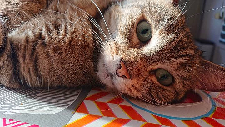 Krystal a rejoint le concours — aidez-le/la à gagner de superbes lots ! carnivore, cat, cat_supply, claw, comfort, curious, domestic_short_haired_cat, fawn, felidae, fur, iris, paw, pet_supply, small_to_medium_sized_cats, snout, terrestrial_animal, whiskers