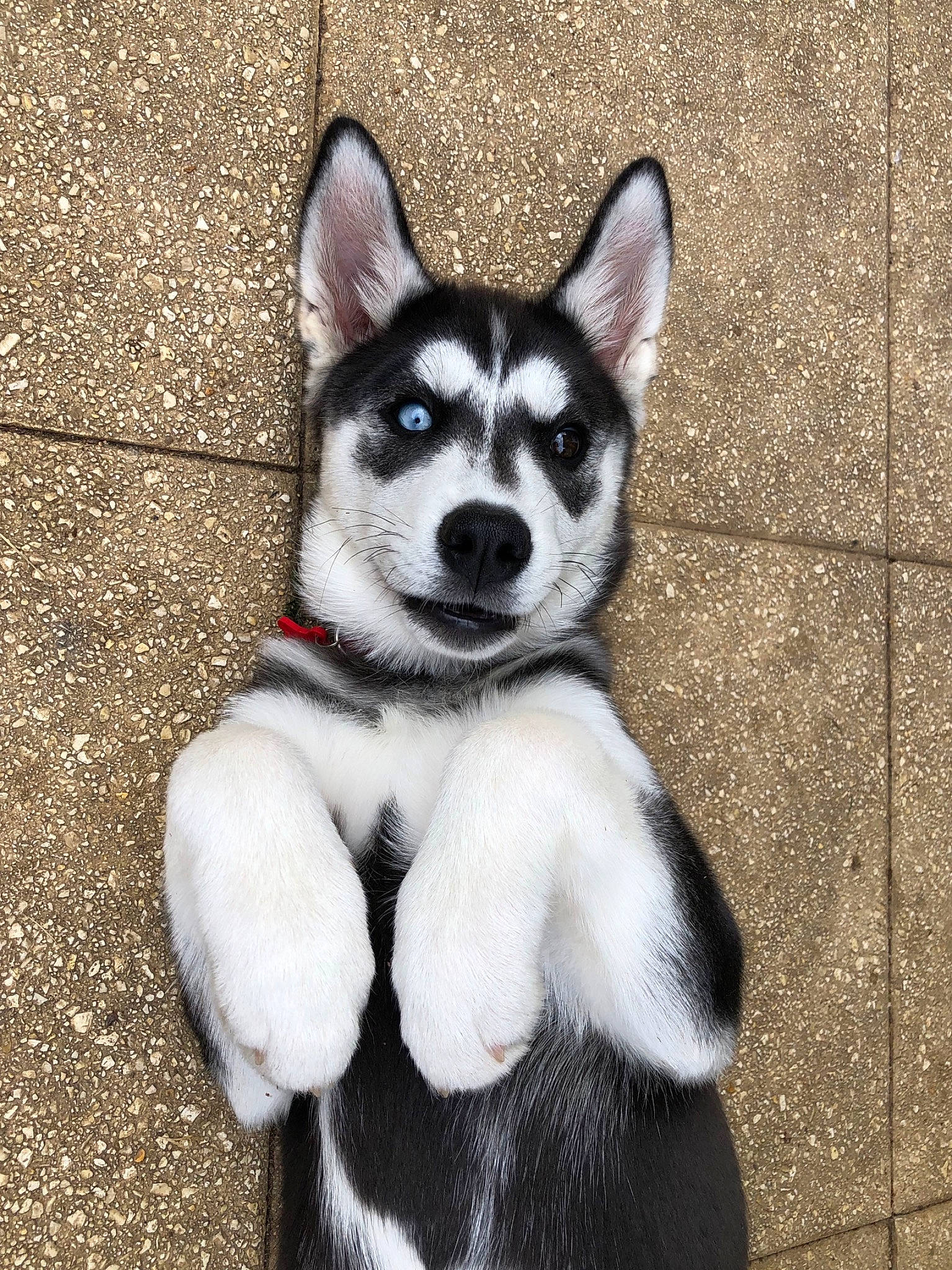 India participe au concours pour gagner de l'argent avec cette photo : alaskan_klee_kai, alaskan_malamute, canadian_eskimo_dog, canidae, carnivore, dog, dog_breed, mammal, miniature_siberian_husky, native_american_indian_dog, northern_inuit_dog, puppy, rare_breed_dog, sakhalin_husky, seppala_siberian_sleddog, siberian_husky, sled_dog, snout, vertebrate, wolfdog