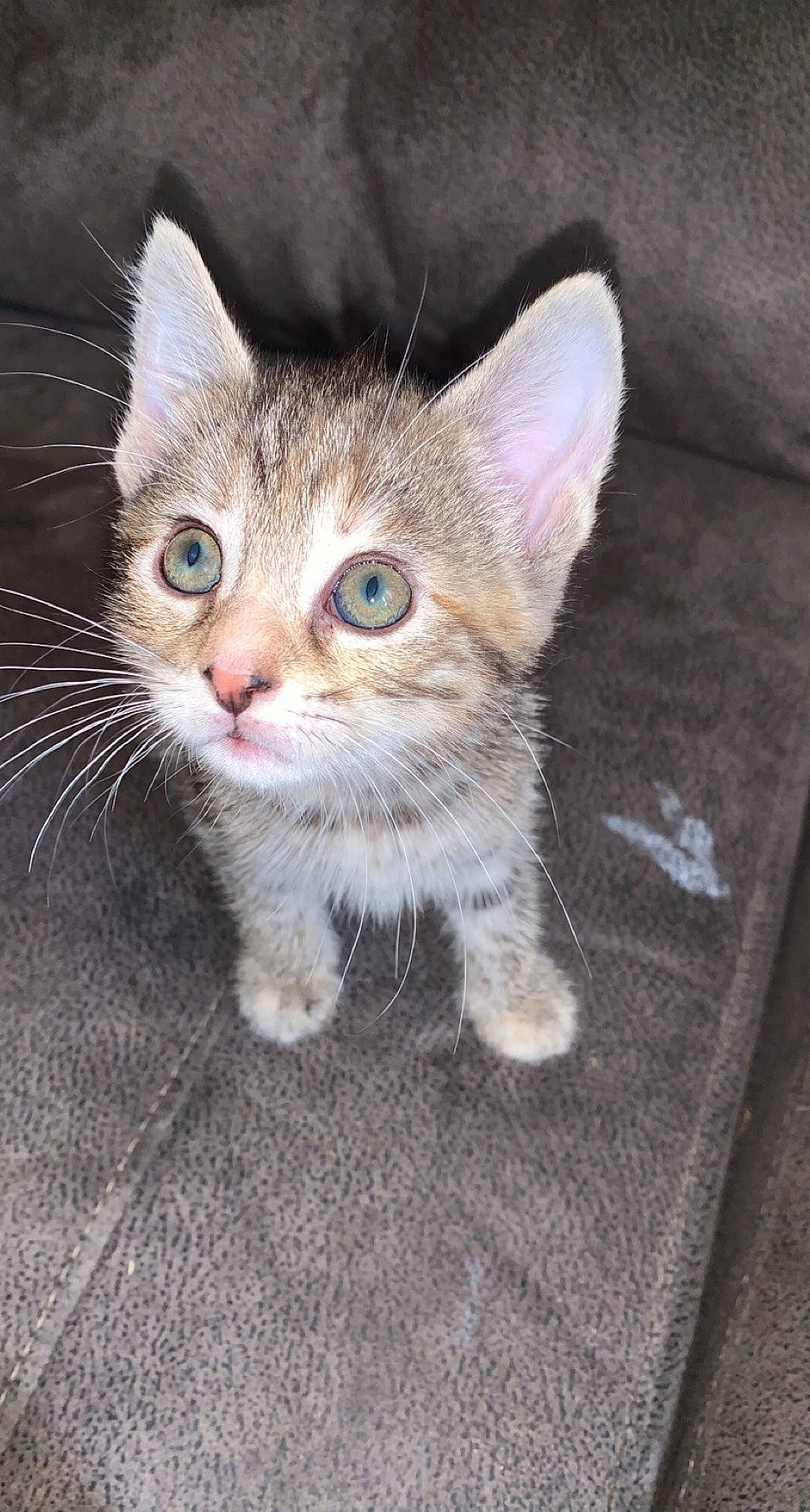 Dopey joined the competition — help win amazing prizes! carnivore, cat, claw, domestic_short_haired_cat, eye, fawn, felidae, fur, paw, small_to_medium_sized_cats, snout, tail, whiskers, window