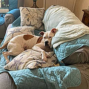 Pica Petunia is registered to the contest to win money with this photo: dog, couch, blanket, cushion, indoor, pet, relaxed, brown_spot, white_fur, furniture, home, living_room, carpet, decor, resting, animal, domestic_animal, comfort, laying_down, ears