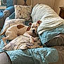 dog, couch, blanket, cushion, indoor, pet, relaxed, brown_spot, white_fur, furniture, home, living_room, carpet, decor, resting, animal, domestic_animal, comfort, laying_down, ears