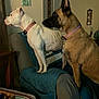 dog, white_dog, brown_dog, collar, couch, quilt, living_room, furniture, table, wall_art, indoor, pet, animal, alert, side_view, decor, household, two_dogs, domestic, companions