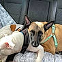 Pica Petunia joined the competition — help win amazing prizes! dog, dogs, car_seat, blanket, harness, resting, brown_dog, white_dog, close_up, pets, animal, travel, indoor, companion, cute, sleeping, comfort, relaxation, canine, friendship