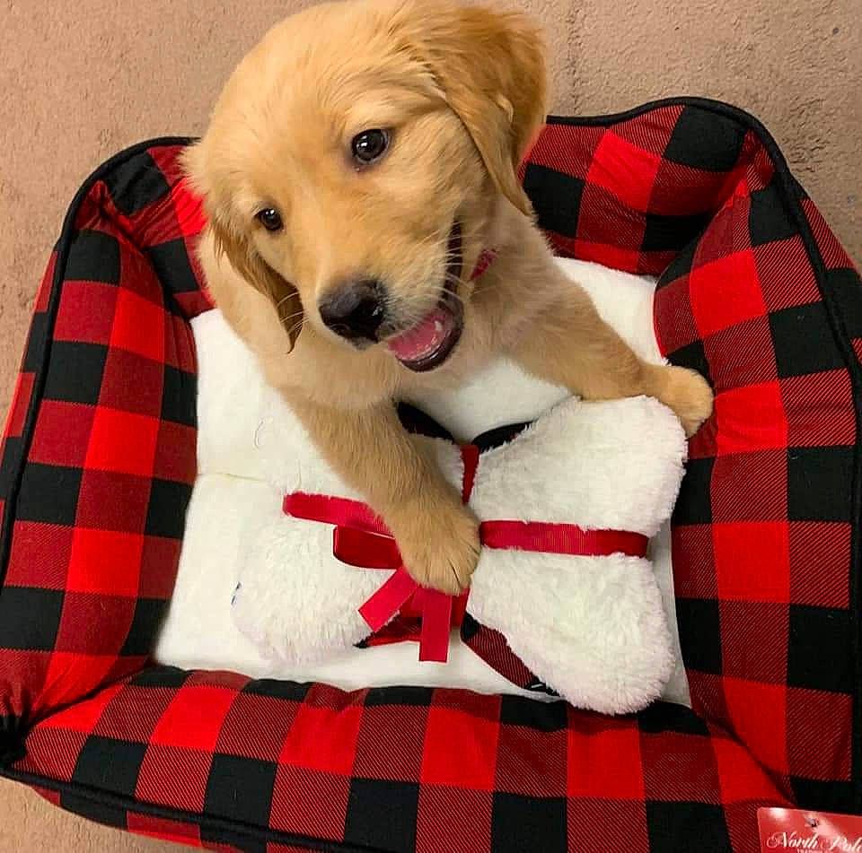 Abigail is registered to the contest to win money with this photo: canidae, carnivore, collar, comfort, companion_dog, dog, dog_breed, dog_supply, fawn, fur, linens, pattern, paw, pet_supply, plaid, retriever, snout, sporting_group, tartan, whiskers
