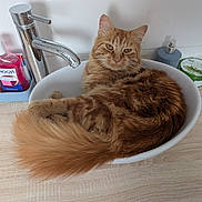 Simba a rejoint le concours — aidez-le/la à gagner de superbes lots ! bathroom, cat, container, domestic_cat, face, faucet, fluffy, fur, ginger_cat, household_items, indoor, lid, pet, relaxed, resting, sink, tail, toiletries, whiskers, wooden_countertop