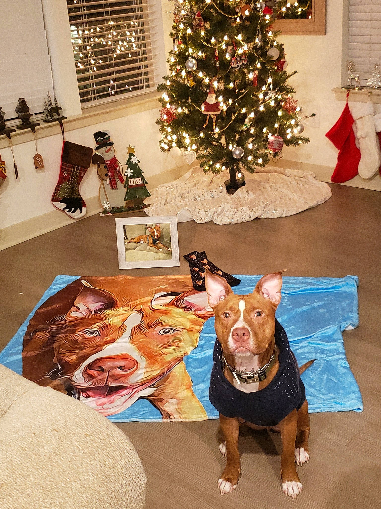 Cassius is registered to the contest to win money with this photo: canidae, carnivore, christmas, christmas_decoration, christmas_eve, christmas_ornament, christmas_tree, dog, dog_breed, fawn, floor, guard_dog, holiday, home, interior_design, pit_bull, room, table, tree