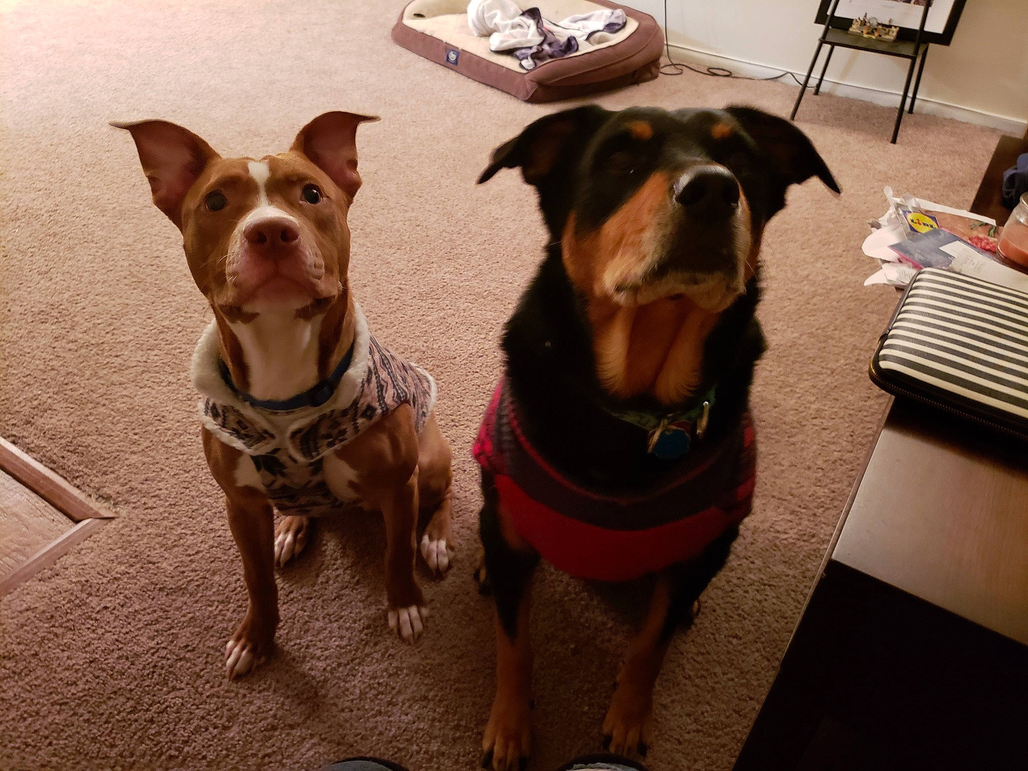 Cassius joined the competition — help win amazing prizes! canidae, carnivore, dog, dog_breed, fawn, mammal, pit_bull, rottweiler, snout, sporting_group, working_dog