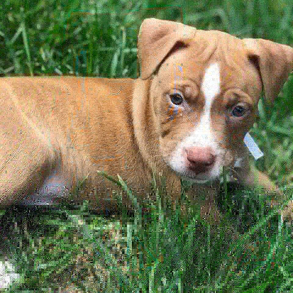 Cassius joined the competition — help win amazing prizes! american_pit_bull_terrier, american_staffordshire_terrier, canidae, carnivore, catahoula_bulldog, dog, dog_breed, fawn, grass, mammal, non_sporting_group, pit_bull, puppy, rare_breed_dog, snout, sporting_group, vertebrate