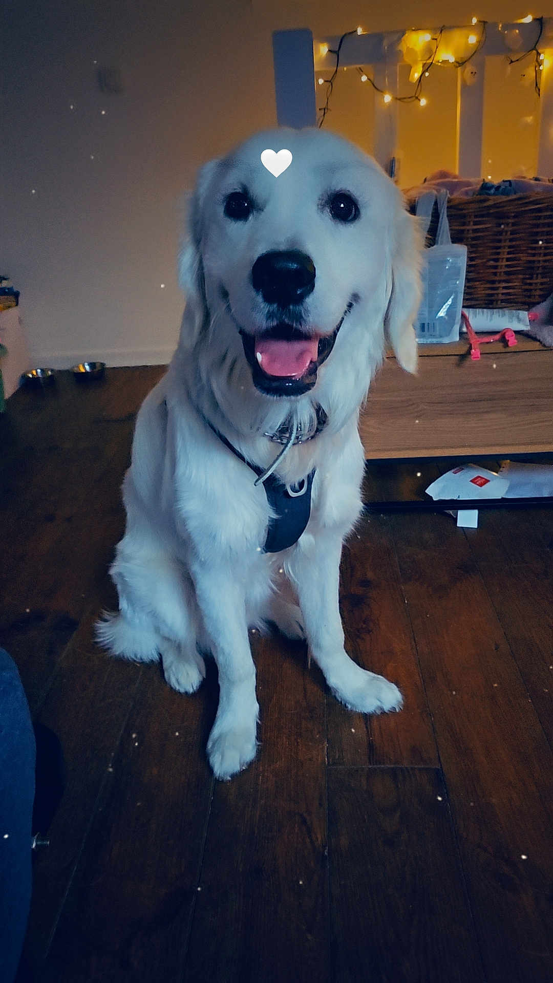 Tobby a rejoint le concours — aidez-le/la à gagner de superbes lots ! dog, golden_retriever, indoor, wooden_floor, happy, pet, animal, sitting, tongue_out, collar, leash, smiling, canine, household, fairy_lights, cozy, mammal, fur, friendly, domestic