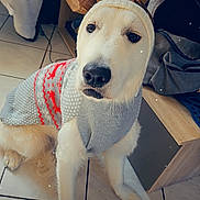 Tobby a rejoint le concours — aidez-le/la à gagner de superbes lots ! dog, white_dog, sweater, reindeer_antlers, pet, indoors, tile_floor, holiday, costume, cute, animal, mammal, domestic_animal, sitting, floor, winter_clothing, cozy, face, paw, household
