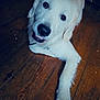 Tobby a rejoint le concours — aidez-le/la à gagner de superbes lots ! dog, white_dog, floor, wood_floor, indoor, pet, canine, lying_down, looking_up, heart_icon, close_up, fur, animal, companion, cute, domestic_animal, portrait, friendly, household, relaxed