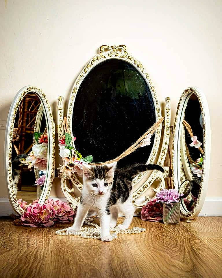 Chief is registered to the contest to win money with this photo: bag, basket, carnivore, cat, couch, event, eyewear, fashion_accessory, felidae, font, goggles, grass, headpiece, jewellery, magenta, picture_frame, room, sitting, whiskers, wicker