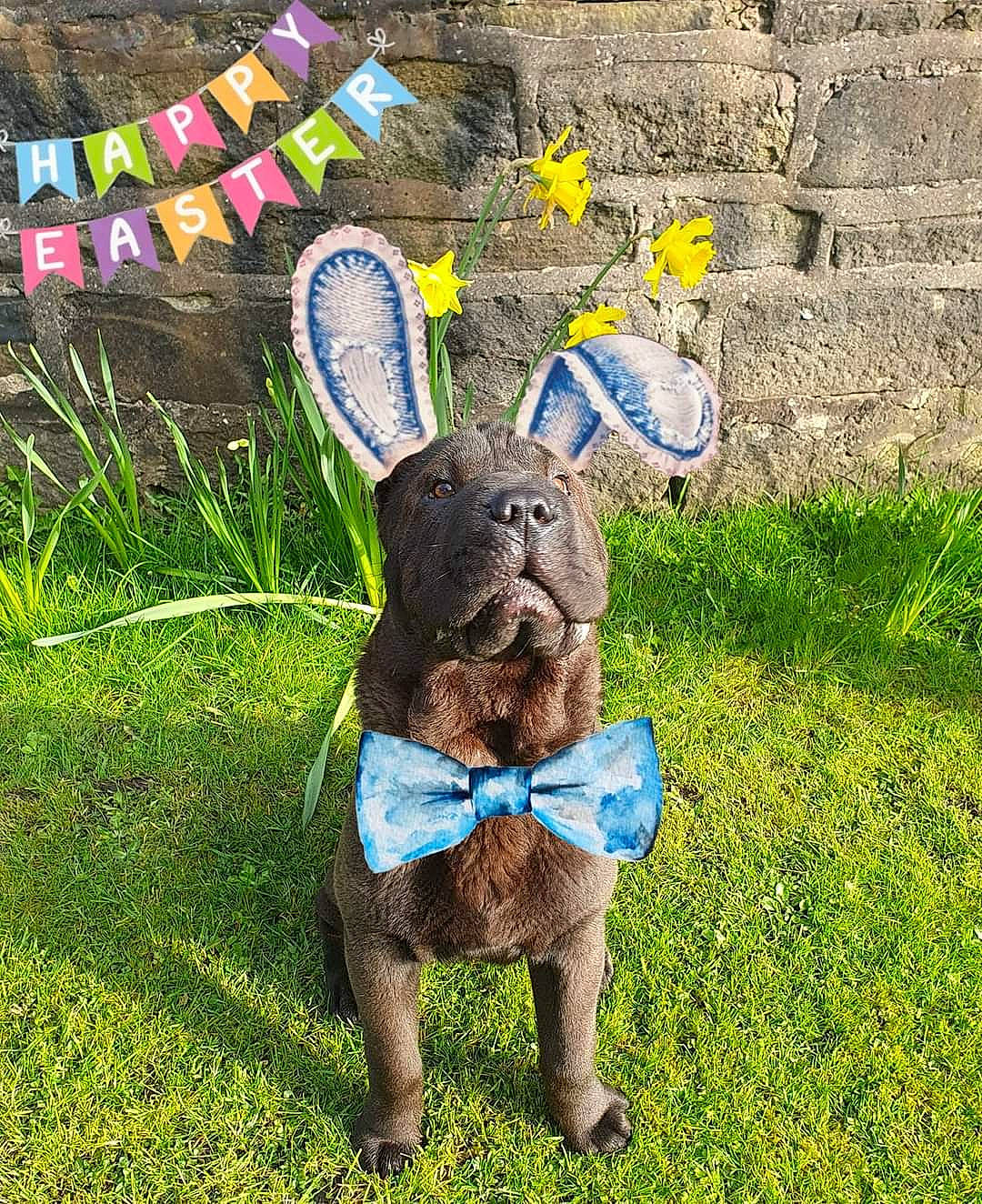 Winston is registered to the contest to win money with this photo: art, carnivore, companion_dog, dog, dog_breed, electric_blue, fawn, font, grass, grassland, groundcover, lawn, liver, plant, rabbits_and_hares, sculpture, snout, sporting_group, terrestrial_animal, working_animal