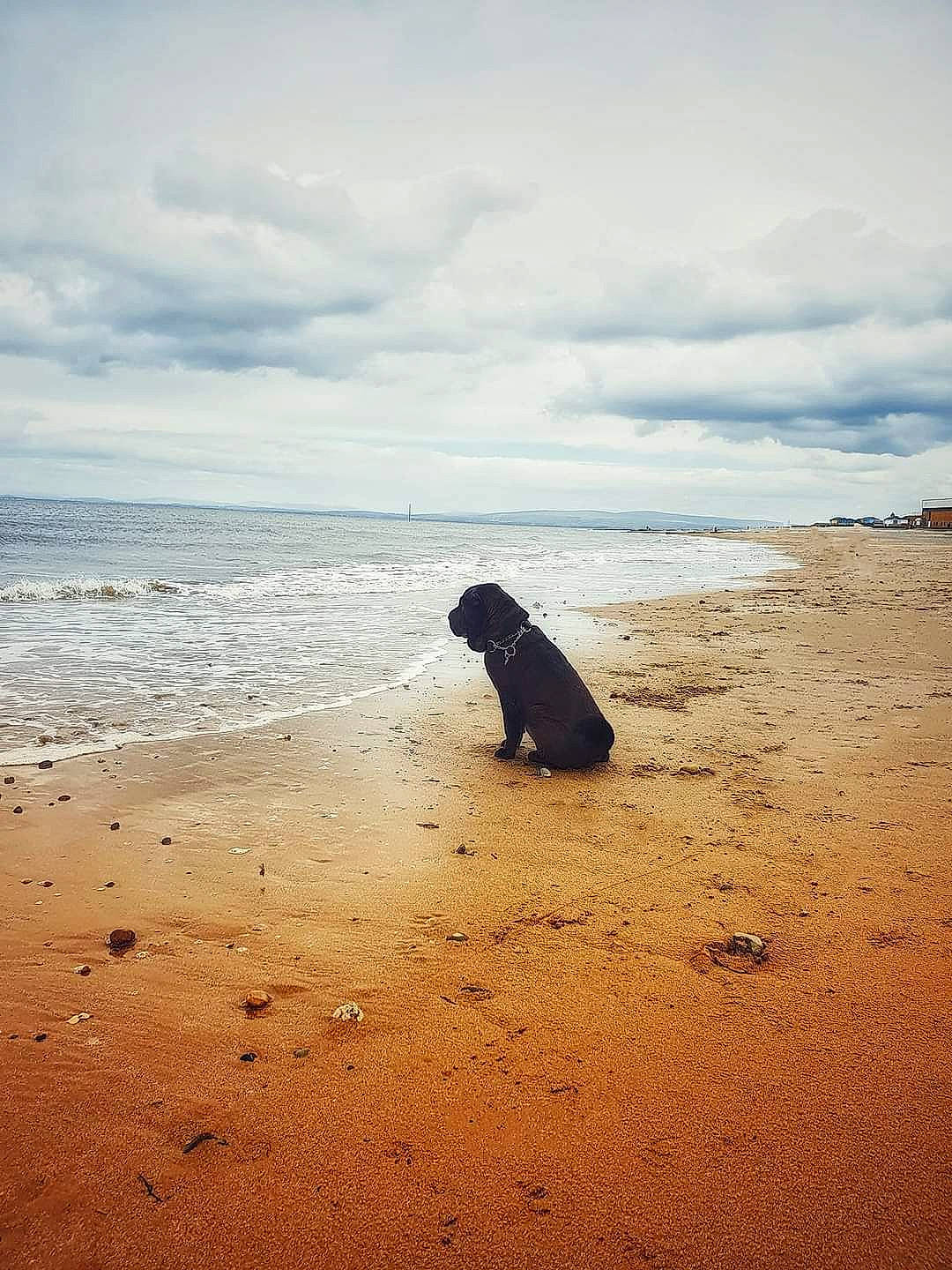 Winston is registered to the contest to win money with this photo: beach, carnivore, cloud, companion_dog, dog, dog_breed, fawn, happy, horizon, lake, landscape, meteorological_phenomenon, sky, sunset, tail, tints_and_shades, tree, water, wind_wave, wood