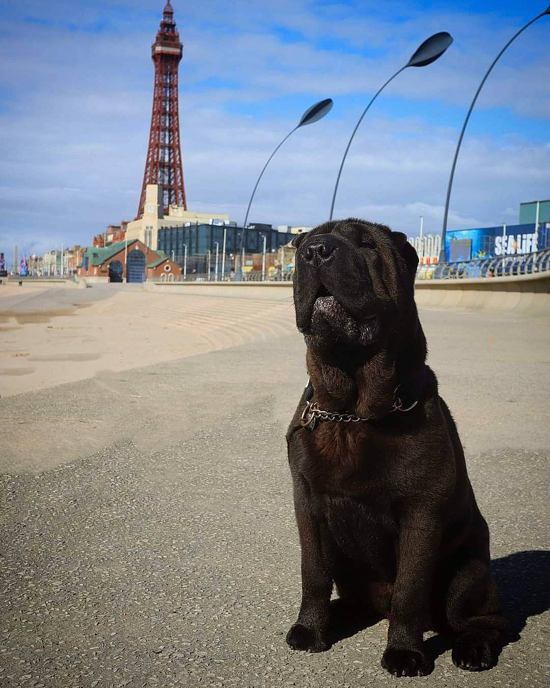Winston joined the competition — help win amazing prizes! art, building, carnivore, cloud, companion_dog, dog, dog_breed, fawn, landmark, monument, sculpture, sky, snout, sporting_group, statue, street_light, tail, terrestrial_animal, tower, working_animal