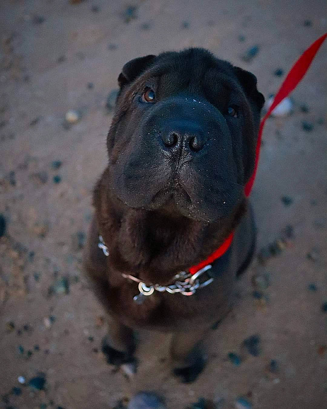 Winston joined the competition — help win amazing prizes! canidae, carnivore, collar, companion_dog, dog, dog_breed, dog_collar, electric_blue, fawn, marine_mammal, non_sporting_group, personal_protective_equipment, pet_supply, pug, sporting_group, terrestrial_animal, whiskers, working_animal, working_dog, wrinkle