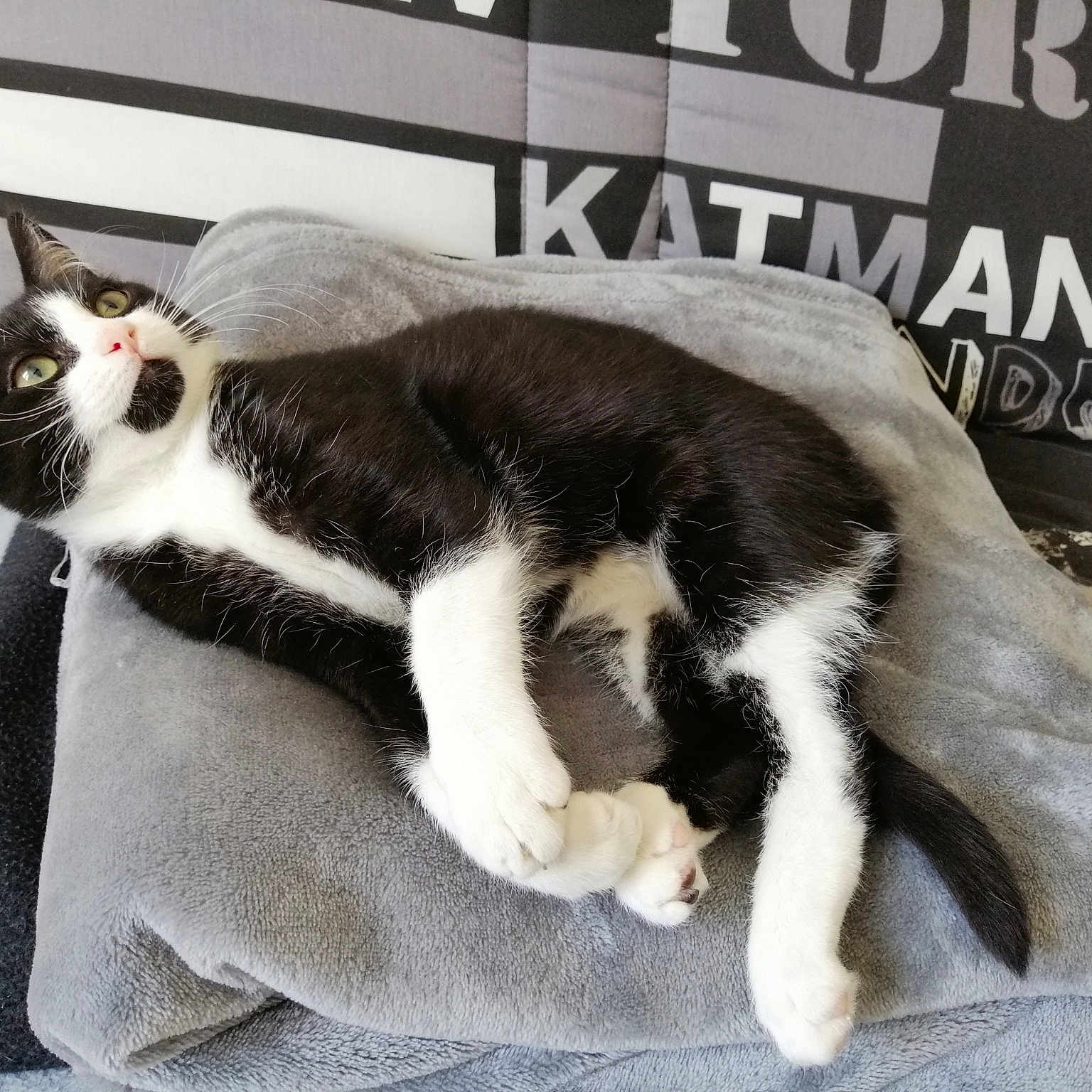 Powel participe au concours pour gagner de l'argent avec cette photo : black_and_white, carnivore, cat, felidae, fur, kitten, paw, photo_caption, small_to_medium_sized_cats, tail, whiskers