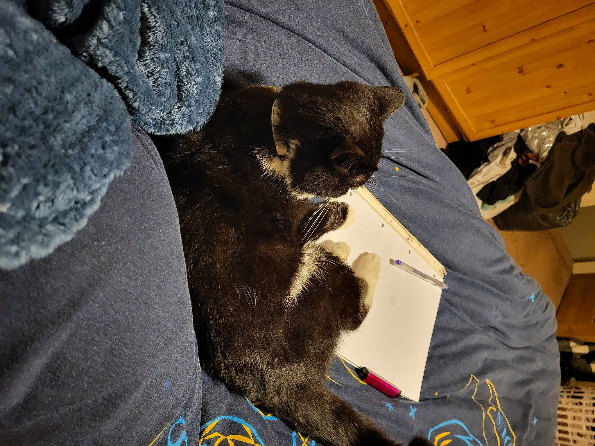 Fish joined the competition — help win amazing prizes! black_cat, box, canidae, carnivore, cat, claw, comfort, companion_dog, dog_breed, domestic_short_haired_cat, eyewear, fawn, felidae, fur, shipping_box, small_to_medium_sized_cats, snout, tail, whiskers, wood