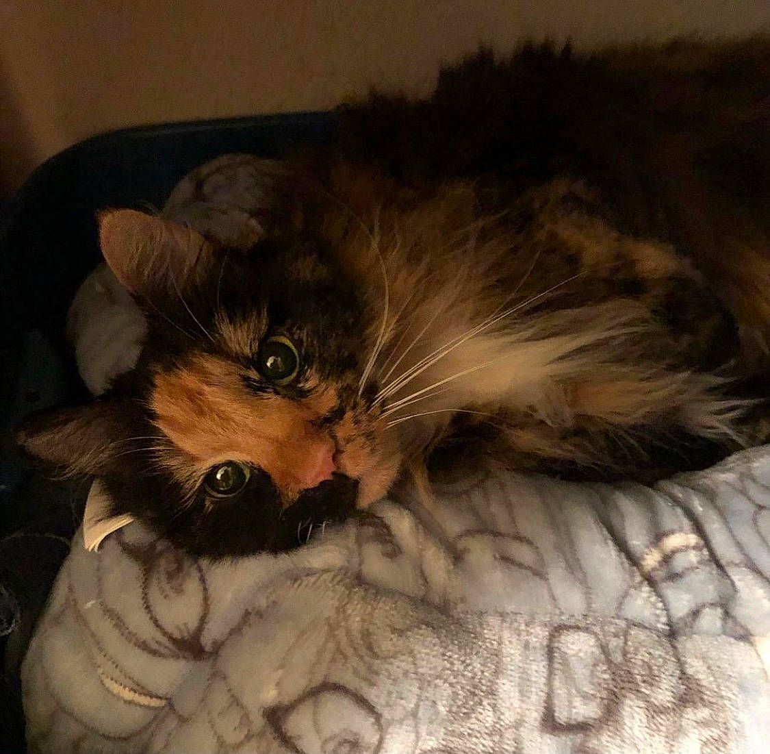 Ally joined the competition — help win amazing prizes! bed, british_longhair, canidae, carnivore, cat, claw, cloud, comfort, companion_dog, ear, fawn, felidae, fur, maine_coon, nap, paw, small_to_medium_sized_cats, snout, tail, whiskers