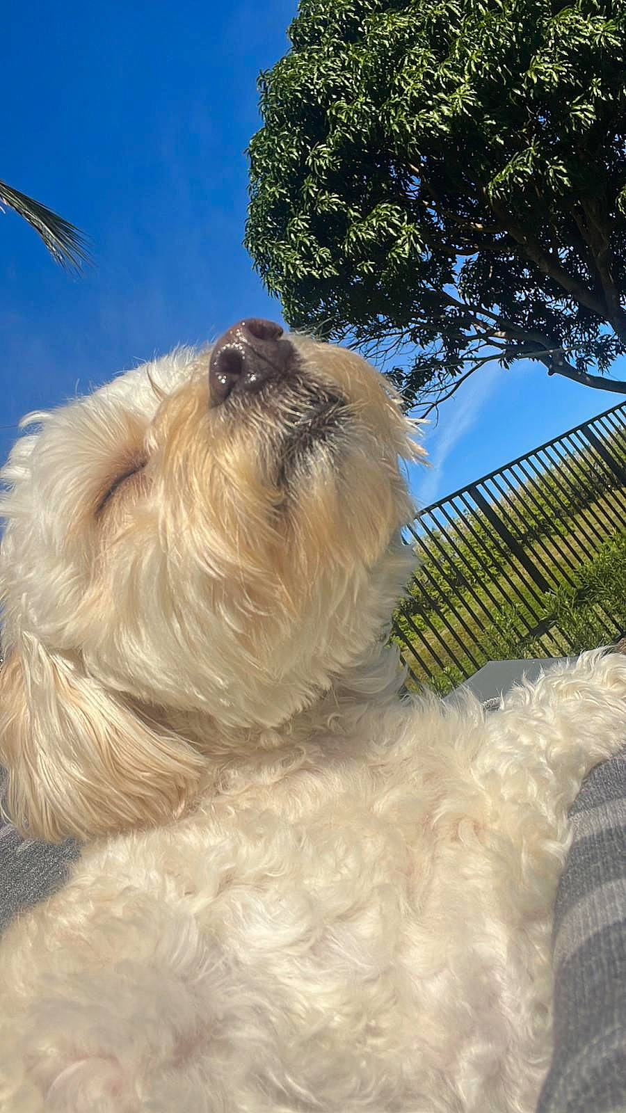 Chip is registered to the contest to win money with this photo: canidae, carnivore, companion_dog, dog, dog_breed, fawn, fur, liver, non_sporting_group, pet_supply, sky, snout, sporting_group, tail, terrier, toy_dog, tree, working_animal