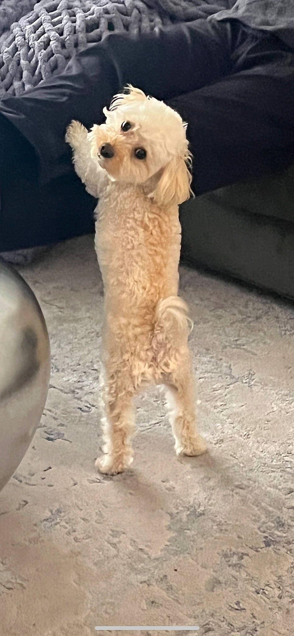 Chip joined the competition — help win amazing prizes! bichon, carnivore, cockapoo, companion_dog, dog, dog_breed, dog_clothes, dog_collar, fur, goldendoodle, labradoodle, poodle, poodle_crossbreed, puppy_love, small_terrier, standard_poodle, terrier, toy_dog, water_dog, working_animal