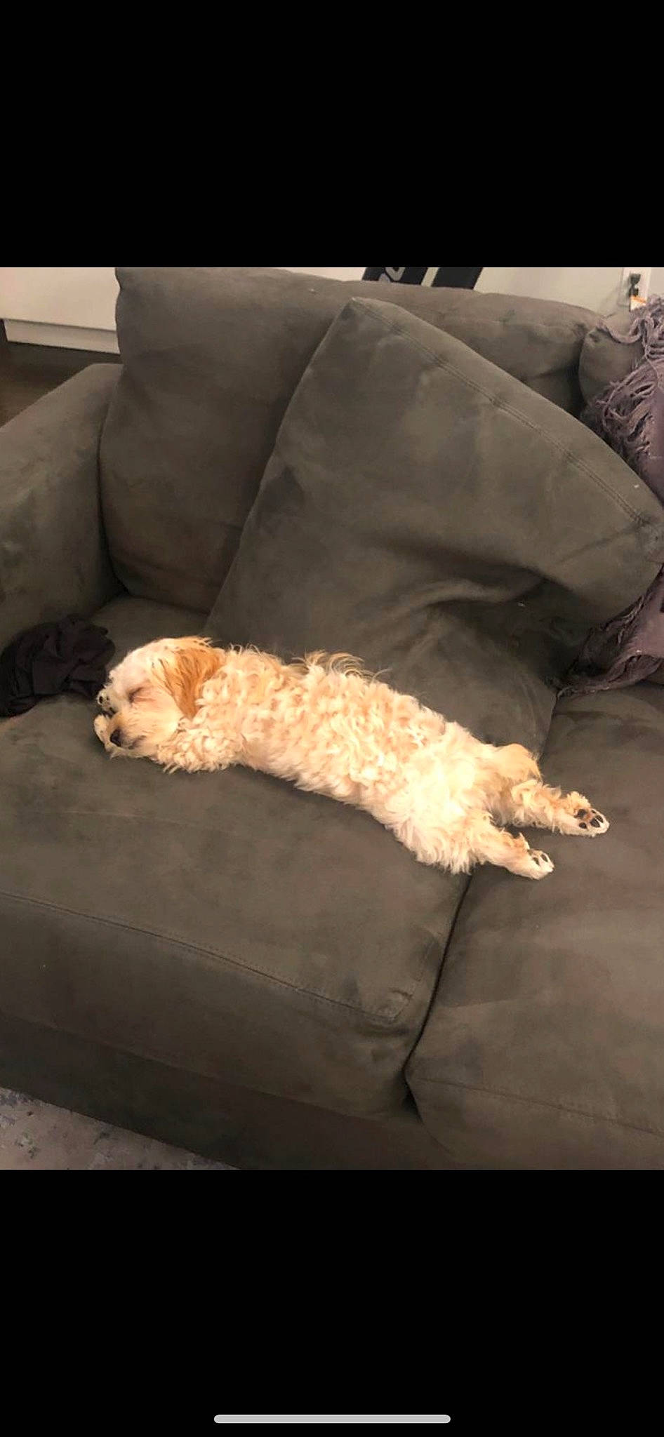 Chip joined the competition — help win amazing prizes! canidae, carnivore, comfort, companion_dog, couch, dog, dog_breed, dog_supply, fawn, felidae, fur, labradoodle, mammal, paw, room, sporting_group, tail, vertebrate, water_dog, working_animal