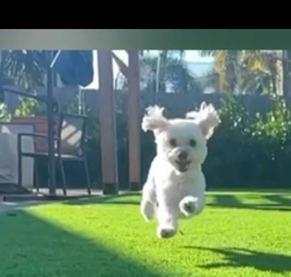 Chip joined the competition — help win amazing prizes! ball, canidae, carnivore, companion_dog, dog, dog_breed, flooring, grass, grassland, lawn, pasture, photo_caption, plant, sporting_group, sports_equipment, tennis_ball, toy, toy_dog, working_animal, yard