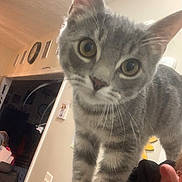 Posey joined the competition — help win amazing prizes! cat, gray_cat, tabby, curious, indoor, close_up, pet, animal, whiskers, ears, face, eyes, fur, home, wall, decor, lamp, person_ear, shoulder, furniture