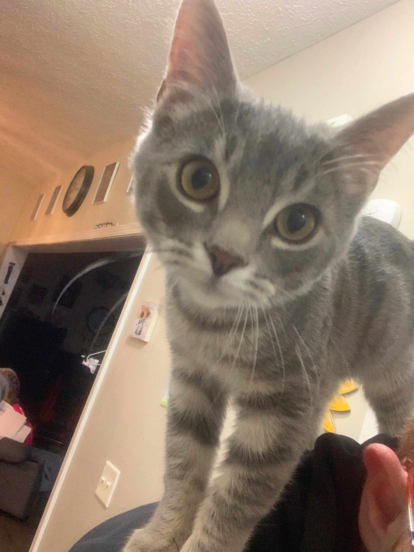 Posey joined the competition — help win amazing prizes! cat, gray_cat, tabby, curious, indoor, close_up, pet, animal, whiskers, ears, face, eyes, fur, home, wall, decor, lamp, person_ear, shoulder, furniture