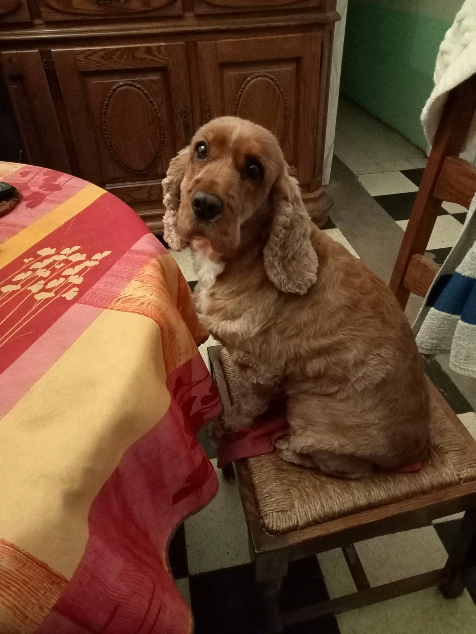 Praline participe au concours pour gagner de l'argent avec cette photo : cabinetry, canidae, carnivore, chair, comfort, companion_dog, dog, dog_breed, drawer, fawn, flooring, fur, furniture, hardwood, liver, snout, spaniel, table, wood, working_animal