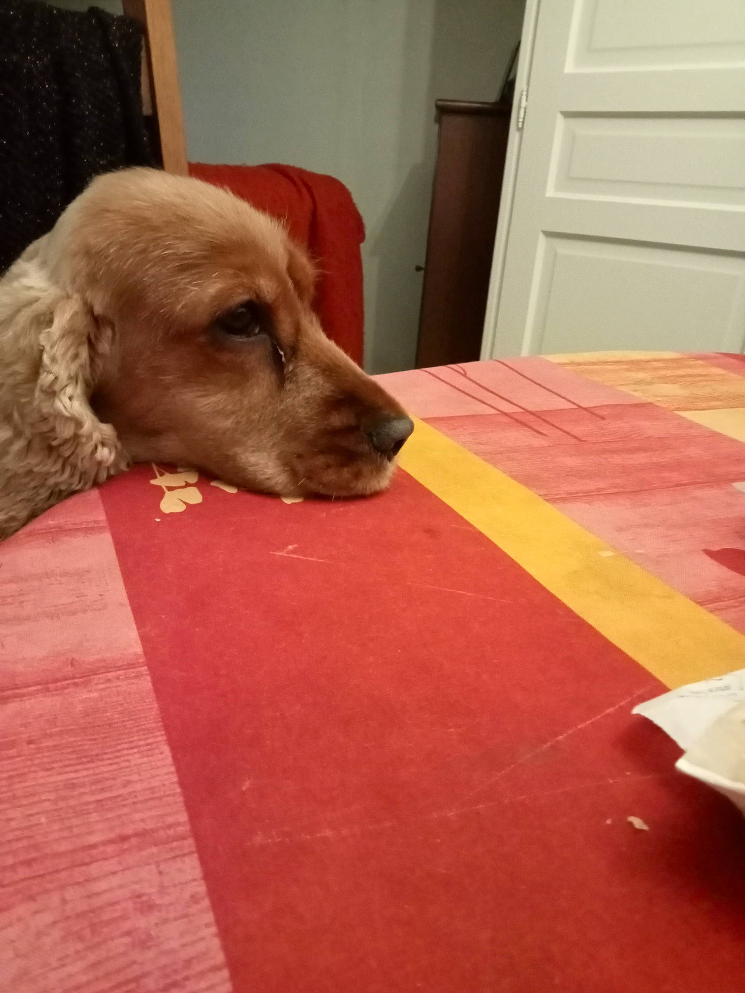 Praline participe au concours pour gagner de l'argent avec cette photo : carnivore, chair, companion_dog, dog, dog_breed, door, door_mat, fawn, floor, flooring, hardwood, laminate_flooring, liver, rectangle, sporting_group, table, wood, wood_flooring, wood_stain, working_animal