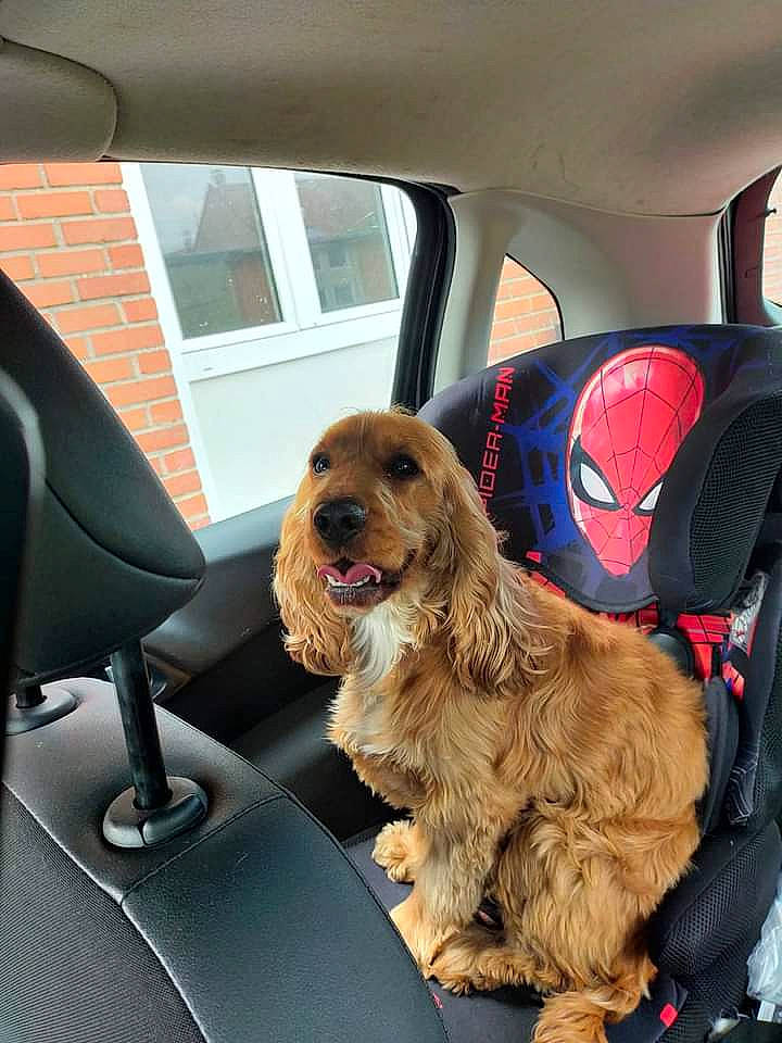 Praline a rejoint le concours — aidez-le/la à gagner de superbes lots ! auto_part, automotive_exterior, automotive_mirror, car, car_seat, car_seat_cover, carnivore, companion_dog, dog, dog_breed, dog_supply, family_car, liver, luxury_vehicle, motor_vehicle, sporting_group, vehicle, vehicle_door, window, working_animal