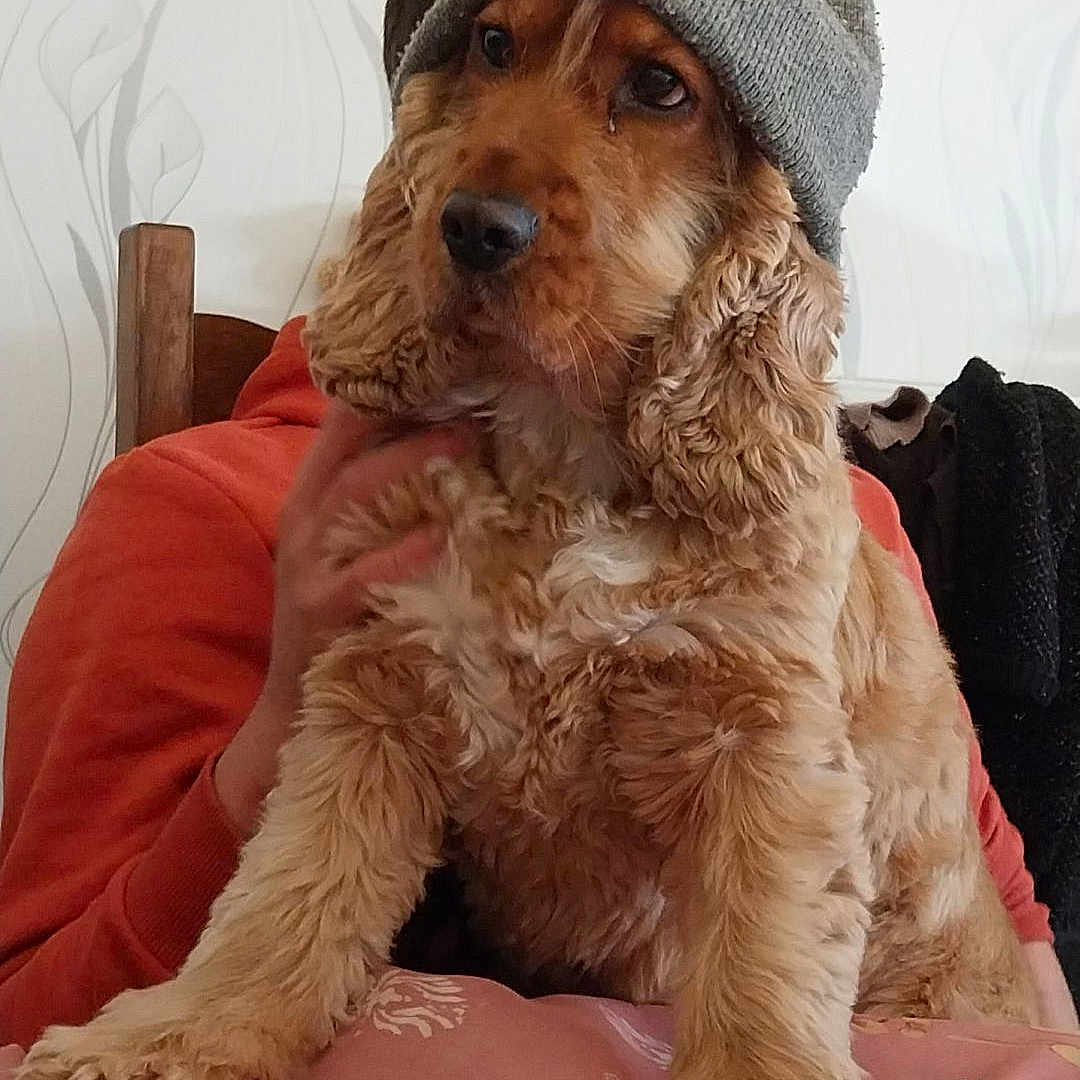 Praline