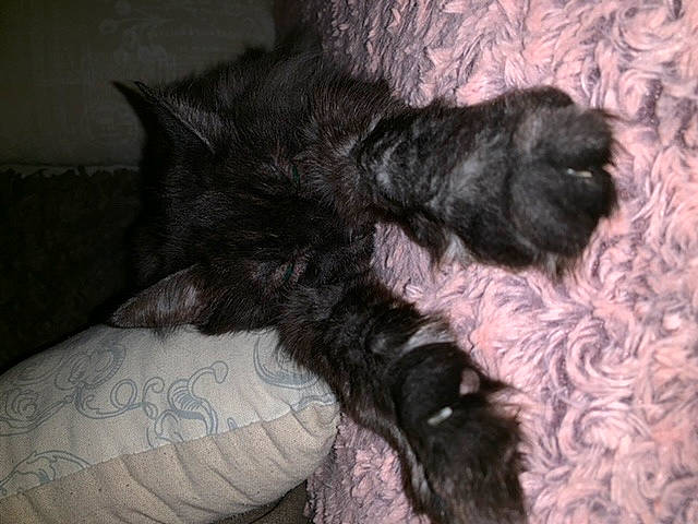 Salem participe au concours pour gagner de l'argent avec cette photo : black, black_cat, cairn_terrier, canidae, carnivore, cat, claw, dog, dog_breed, felidae, fur, kitten, nap, norwegian_forest_cat, paw, puppy, sleep, small_to_medium_sized_cats, tail, terrier