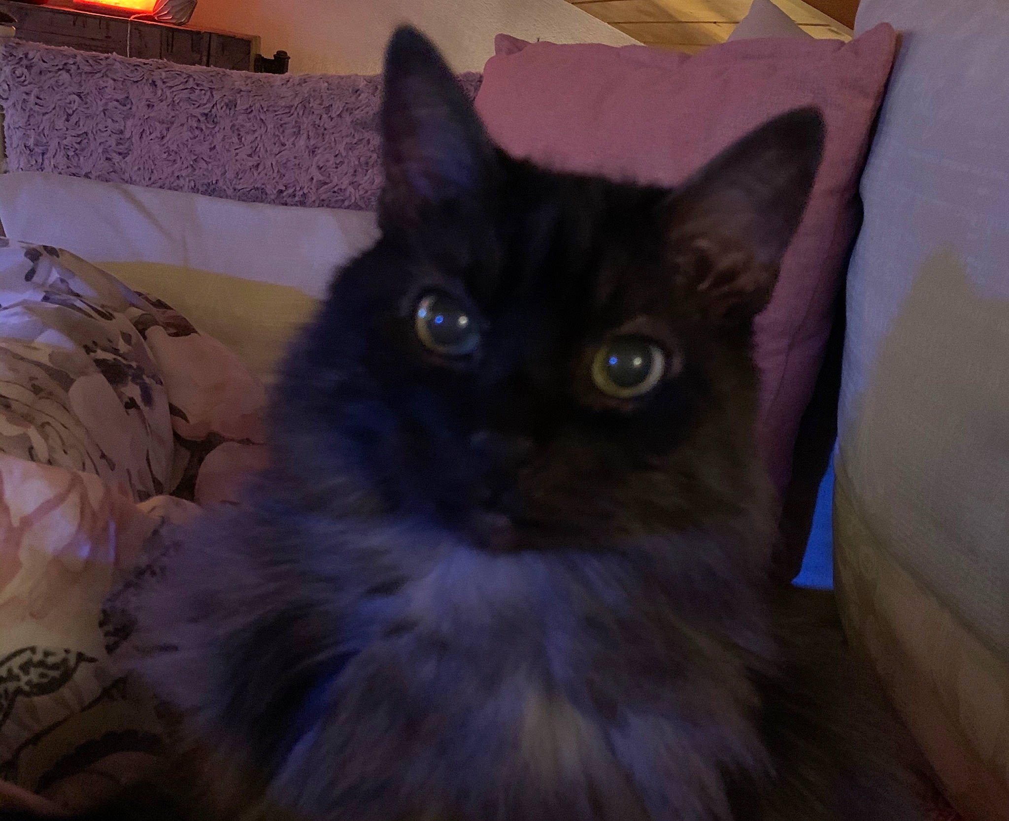 Salem participe au concours pour gagner de l'argent avec cette photo : asian, asian_semi_longhair, black_cat, carnivore, cat, domestic_long_haired_cat, domestic_short_haired_cat, eye, felidae, fur, iris, mammal, nebelung, norwegian_forest_cat, ojos_azules, ragamuffin, small_to_medium_sized_cats, snapshot, vertebrate, whiskers