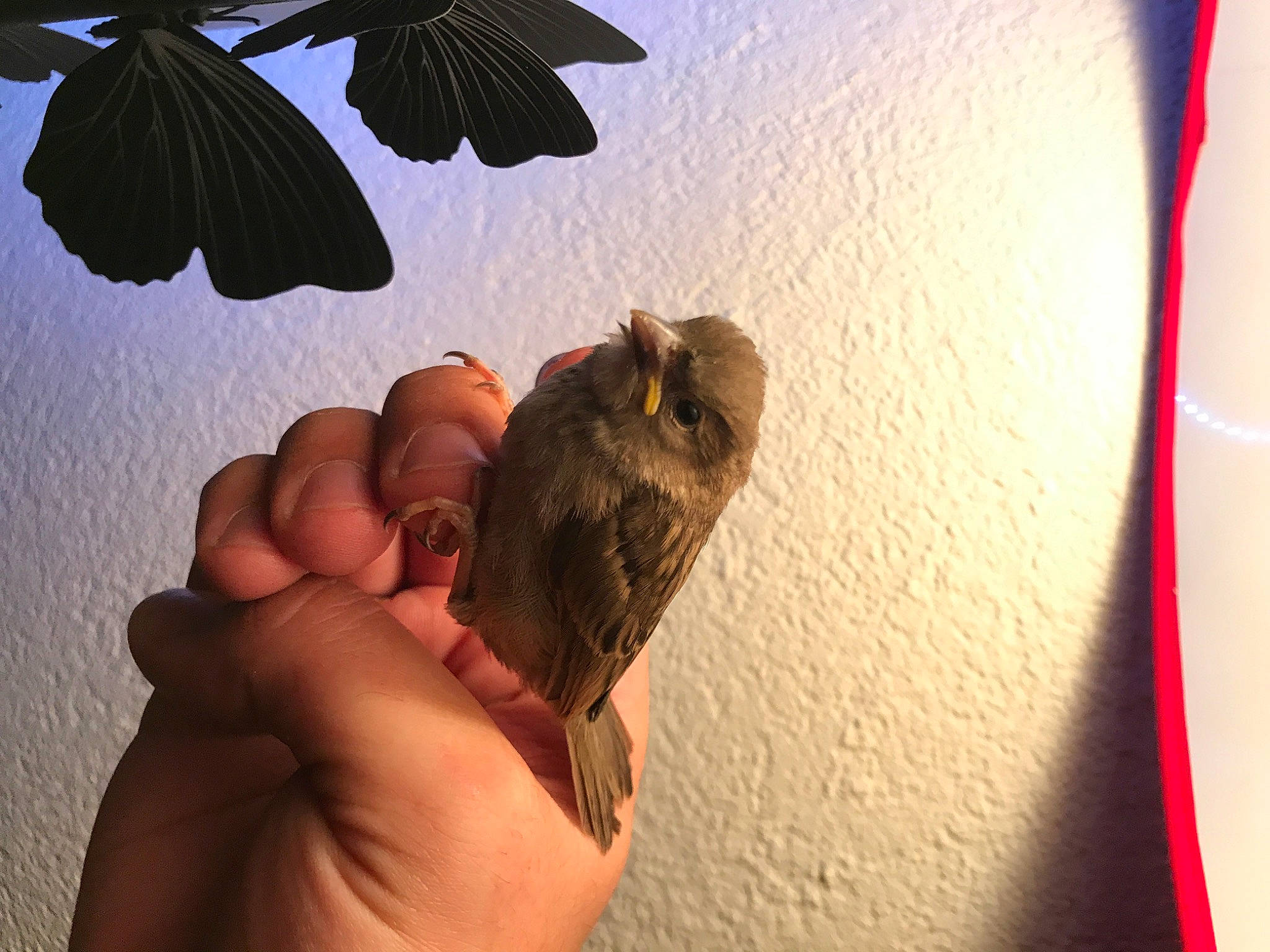 Basile participe au concours pour gagner de l'argent avec cette photo : bird, finger, hand, perching_bird