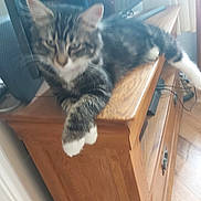 Freya is registered to the contest to win money with this photo: animal, blur, cat, curtain, domestic_animal, electronics, floor, furniture, household, indoor, living_room, mammal, paw, pet, relaxed, resting, tabby, tabby_cat, white_paws, wooden_cabinet