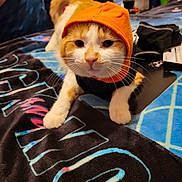 Budders joined the competition — help win amazing prizes! accessory, bed, bedspread, blanket, cat, close_up, cozy, cute, domestic_animal, feline, furry, hoodie, indoor, orange_hood, paw, pet, portrait, tabby, whiskers, white_and_orange