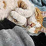 bedding, blanket, cat, close_up, cozy, curled_up, ear, fur, indoors, nap, orange_tabby, paw, pet, pink_nose, portrait, relaxed, sleeping_cat, soft_texture, whiskers, white_fur