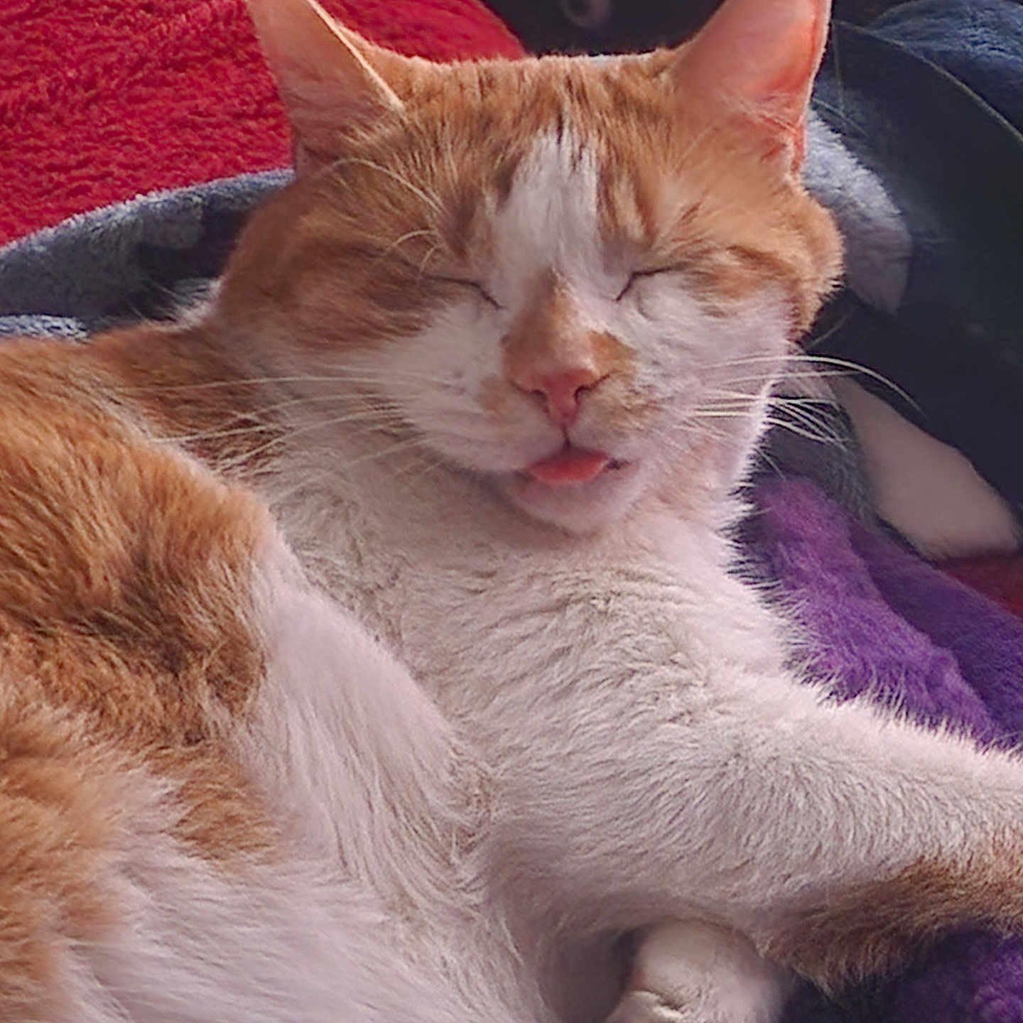 Budders is registered to the contest to win money with this photo: abyssinian, angora, animal, blanket, bodypart, cat, chair, couch, furniture, hardwood, homedecor, kitten, manx, mouth, person, pet, siamese, sleeping, tongue, wood