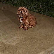 Charley Borrelli is registered to the contest to win money with this photo: alone, animal, brown_dog, canine, collar, concrete, curious, dog, domestic_animal, fluffy, fur, grass, night, outdoor, paw, pet, quiet, sidewalk, sitting, small_dog