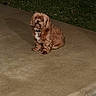 alone, animal, brown_dog, canine, collar, concrete, curious, dog, domestic_animal, fluffy, fur, grass, night, outdoor, paw, pet, quiet, sidewalk, sitting, small_dog