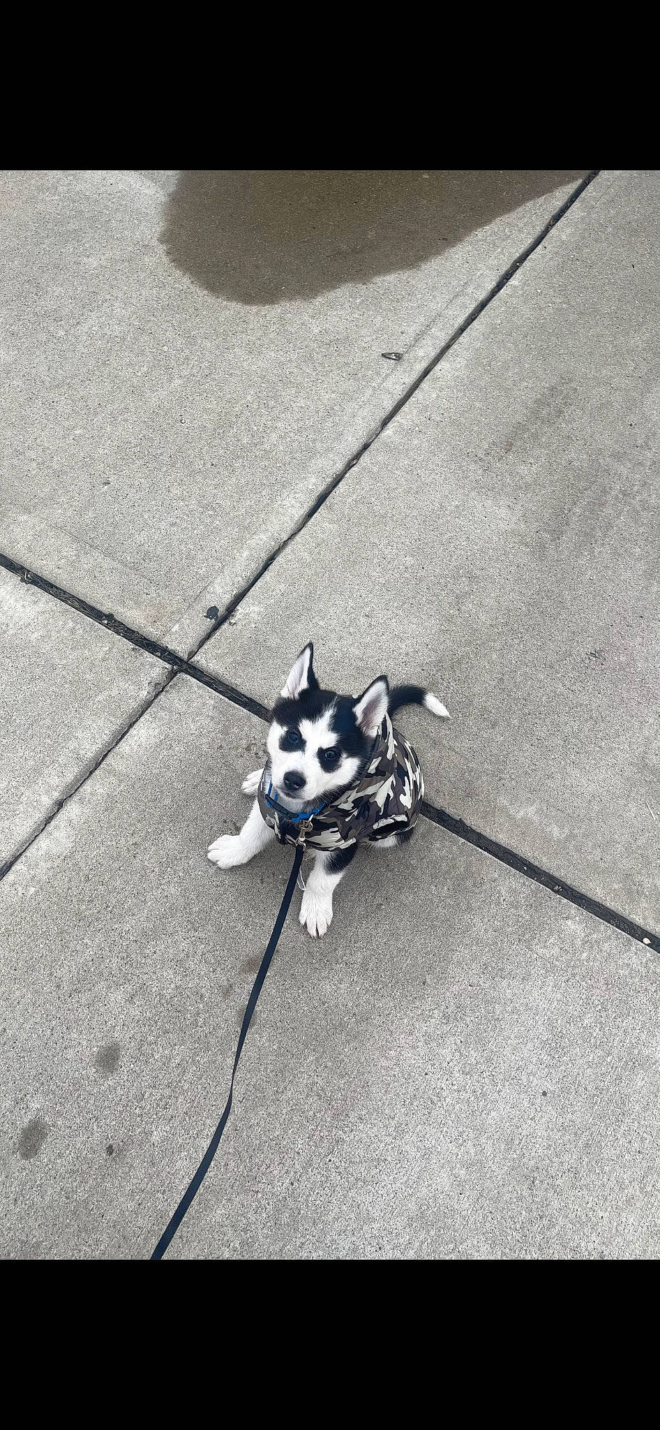 Hunter joined the competition — help win amazing prizes! asphalt, carnivore, companion_dog, dog, dog_breed, eyewear, fashion_accessory, flooring, grey, leash, metal, monochrome, monochrome_photography, road, road_surface, sidewalk, snout, spoke, sporting_group, tail